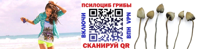 Купить закладки  Александровск  Галлюциногенные грибы GOLDEN TEACHER 